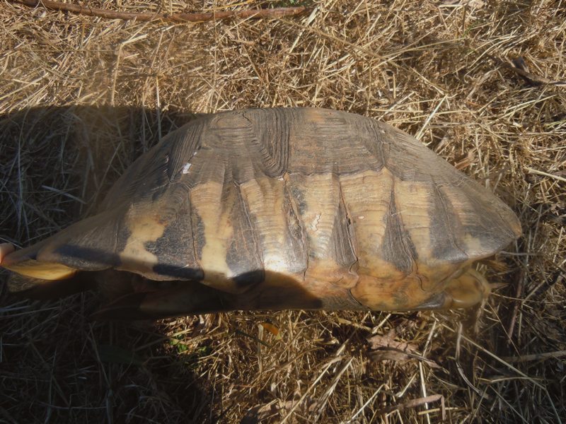 Testudo marginata...vecchissima!
